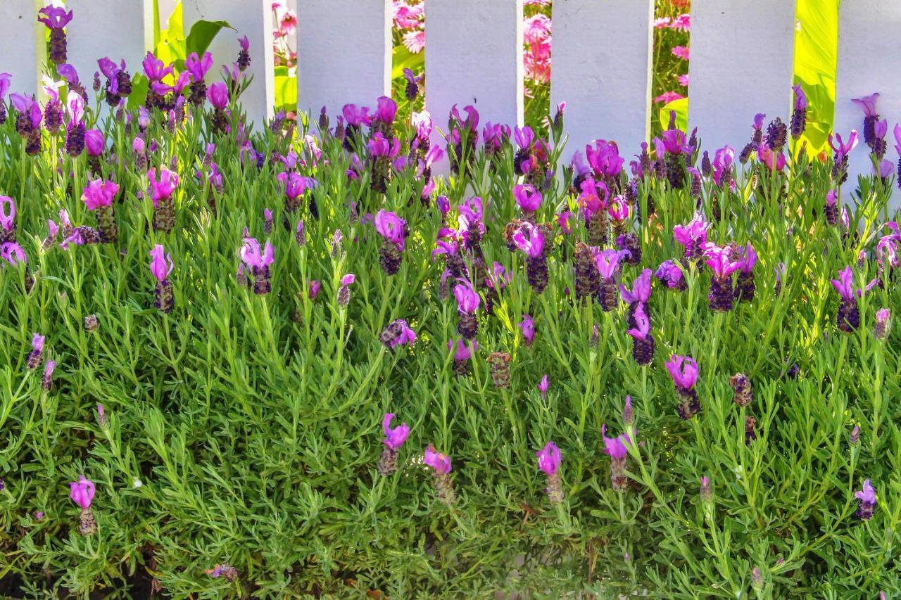 3792 The Lavender House Home Pacific Grove Exterior photo